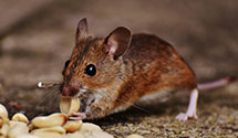 24 Hour & Emergency Exterminators in United States Postal Service, NC